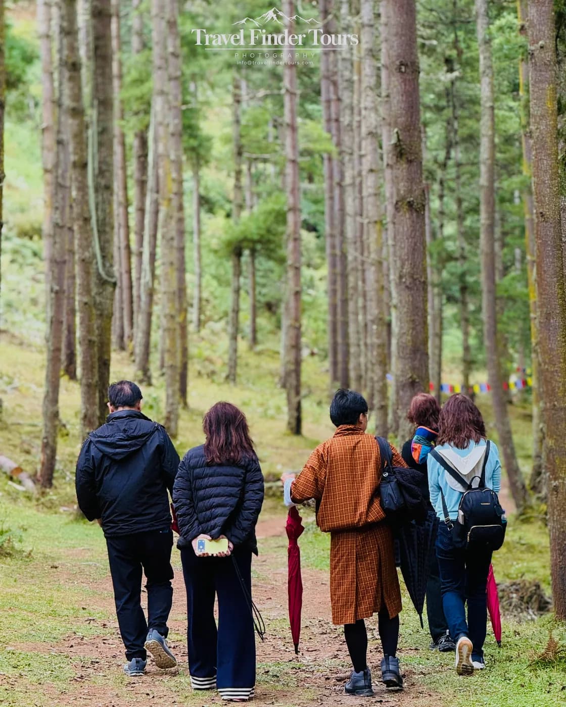Travelers walking among tall forest trees
