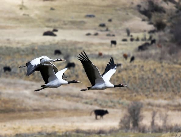 Black-necked cranes in the Phobjikha wetlands